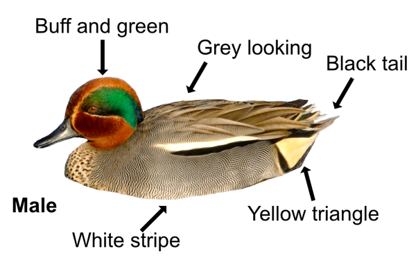 Teal (male)